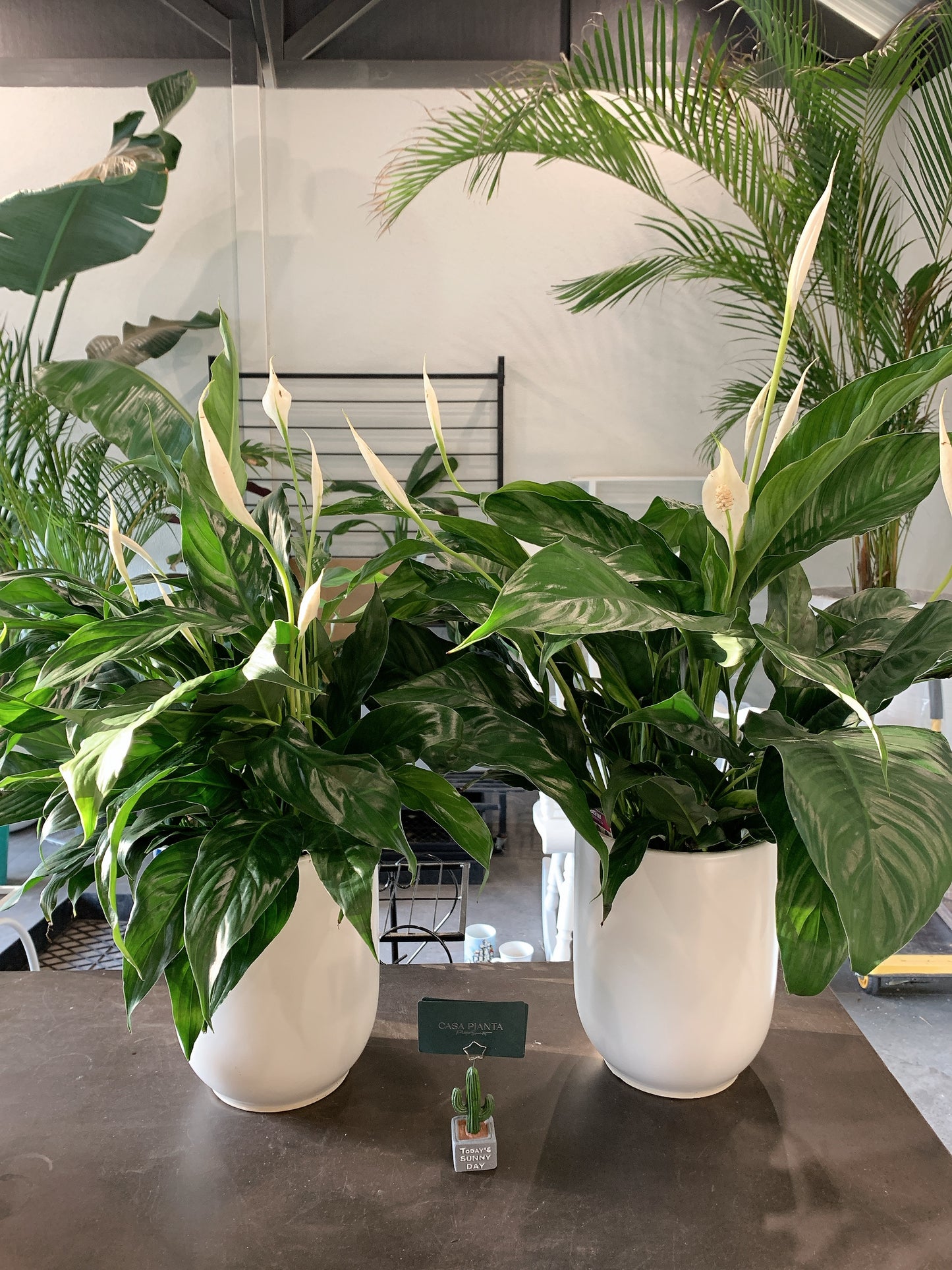 $42 each flowering peace lily real indoor plant with 20cm white ceramic pot delivery available