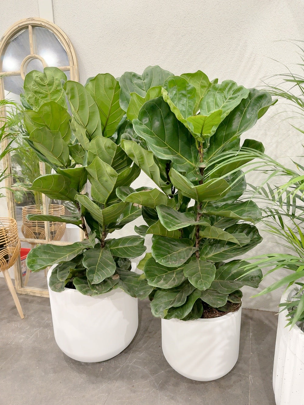 Ficus fiddle 🍃 real indoor plant with 370/450mm white heavy clay pot delivery available