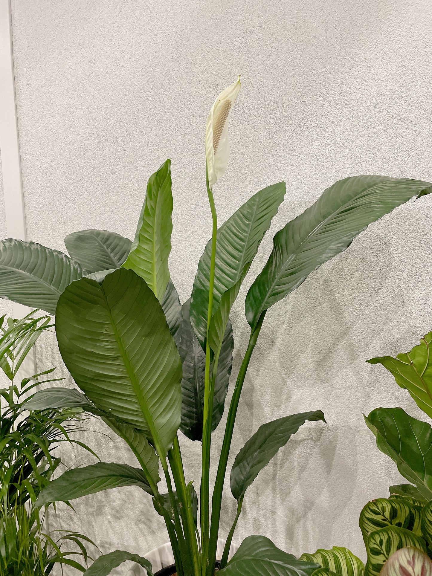Huge giant peace lily blue moon Spathiphyllum flowering indoor plant +white decorative ceramic pot