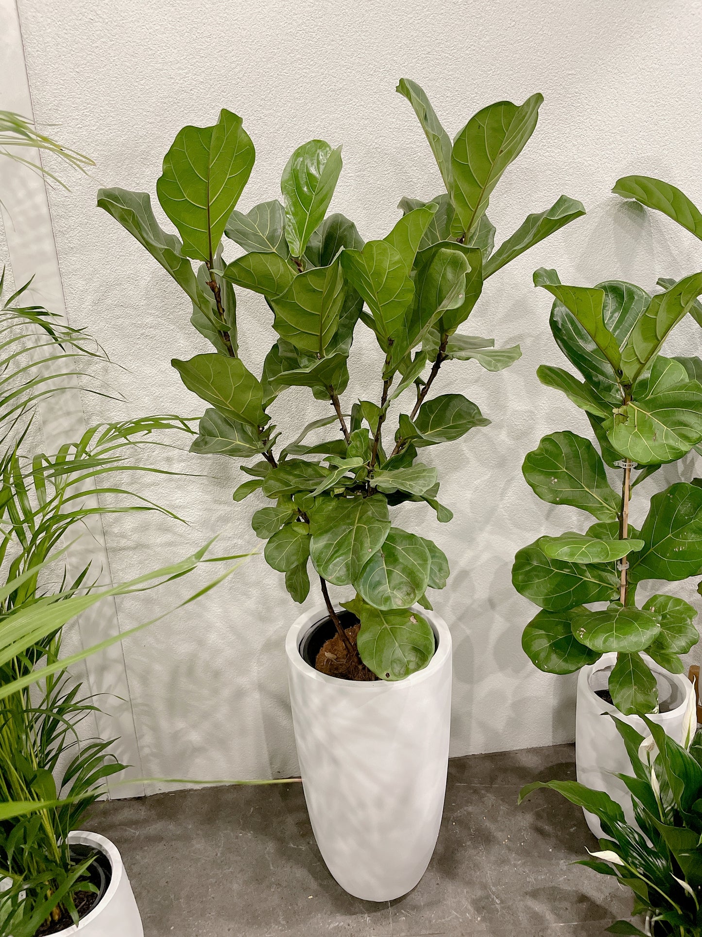multi-stem ficus fiddle leaf lyrata with 34x60cm lightweight fiberclay white pot delivery available