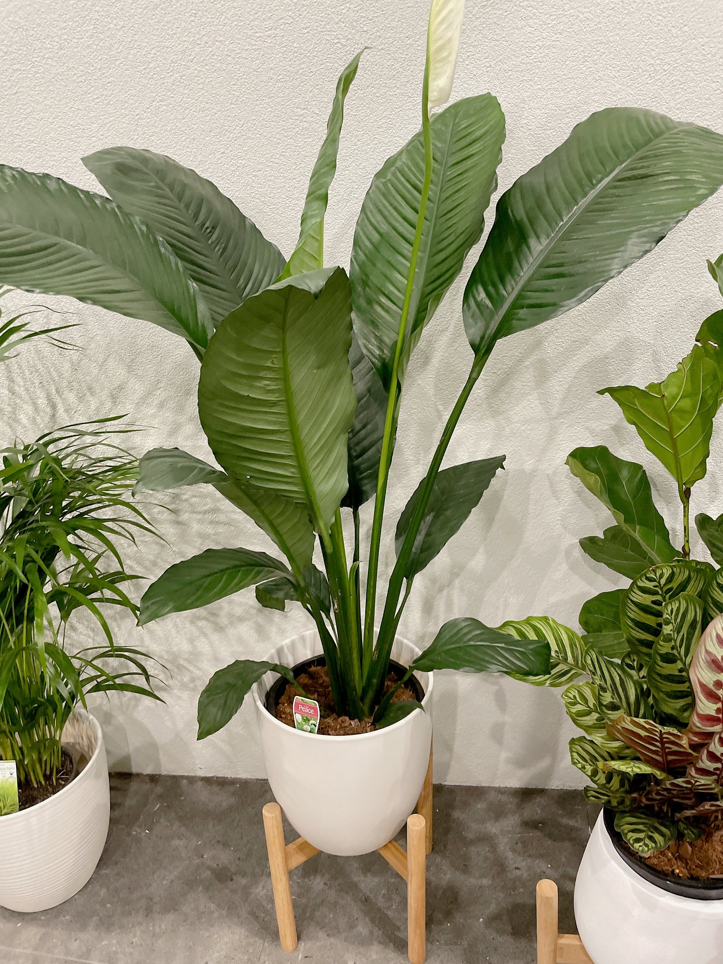 Huge giant peace lily blue moon Spathiphyllum flowering indoor plant +white decorative ceramic pot