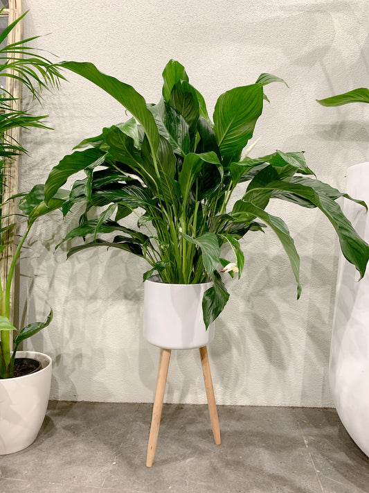 bushy big peace lily flowering with tall white metal planter tripod legs delivery available