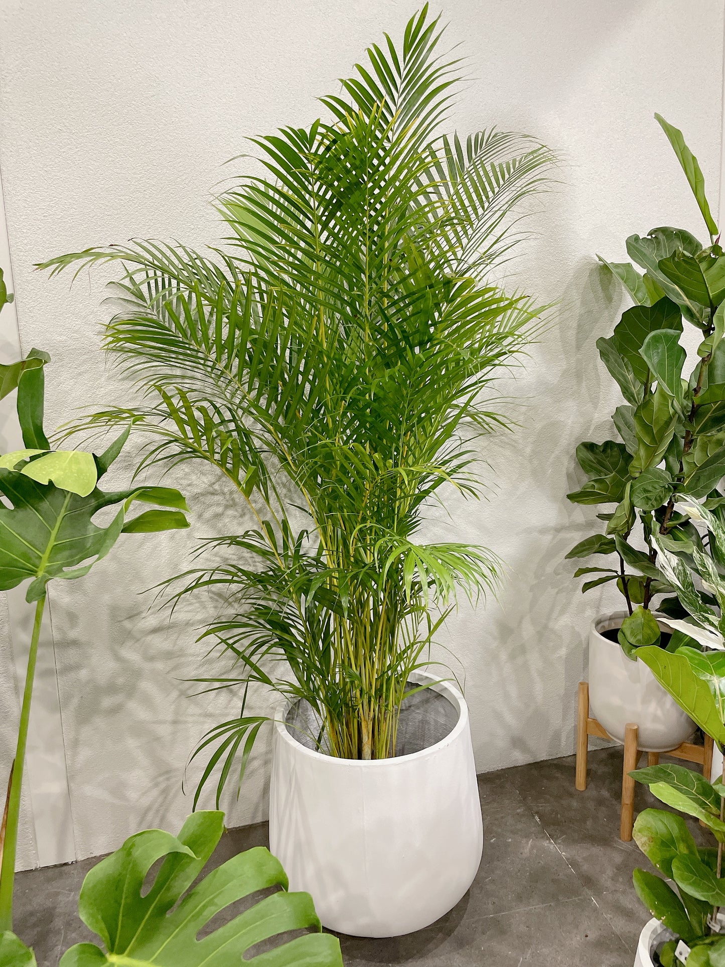 Huge plant bundle🪴 golden cane palm monstera ficus fiddle leaf lightweight fiberclay white pots@25-33-45cm