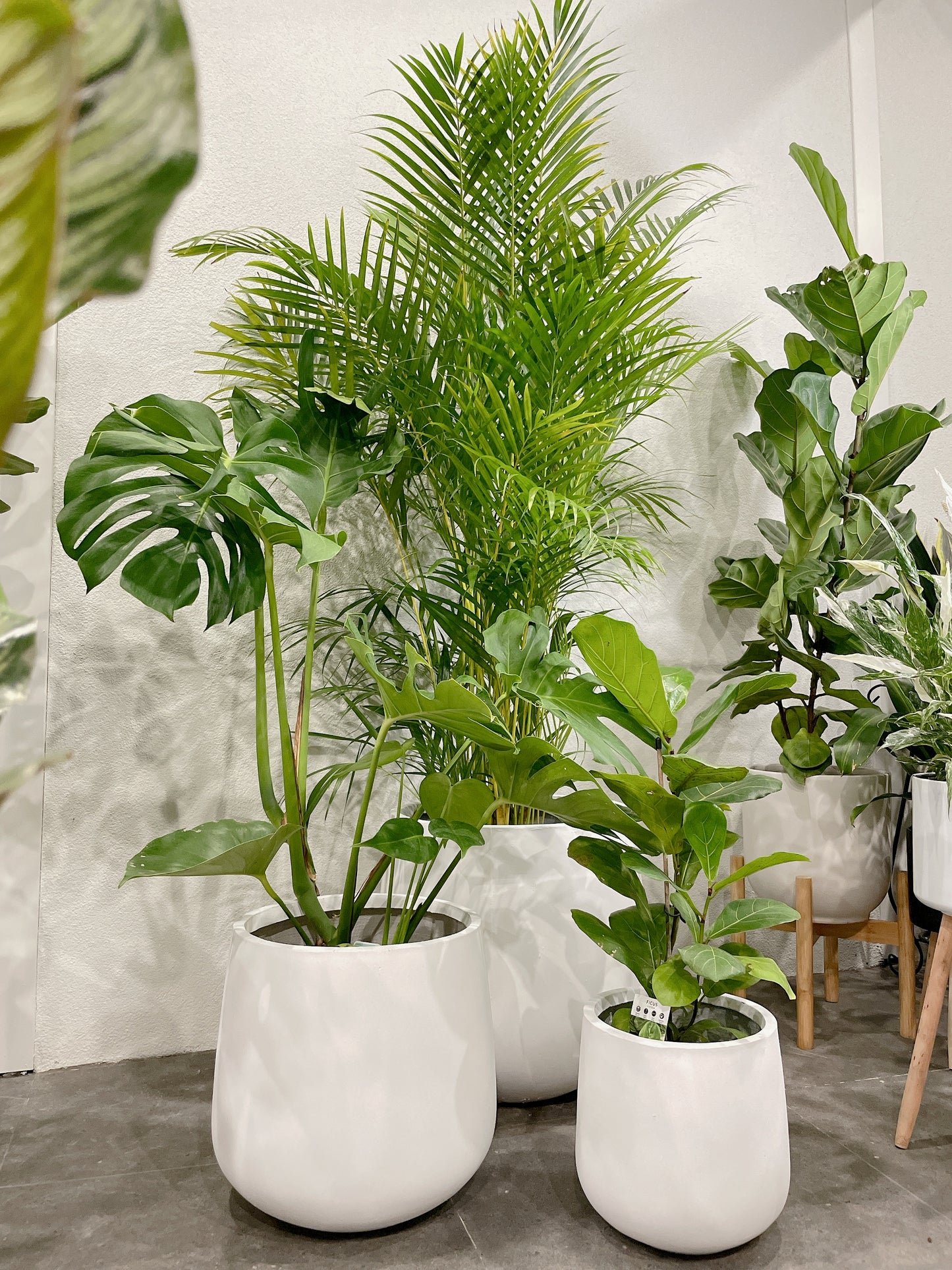 Huge plant bundle🪴 golden cane palm monstera ficus fiddle leaf lightweight fiberclay white pots@25-33-45cm