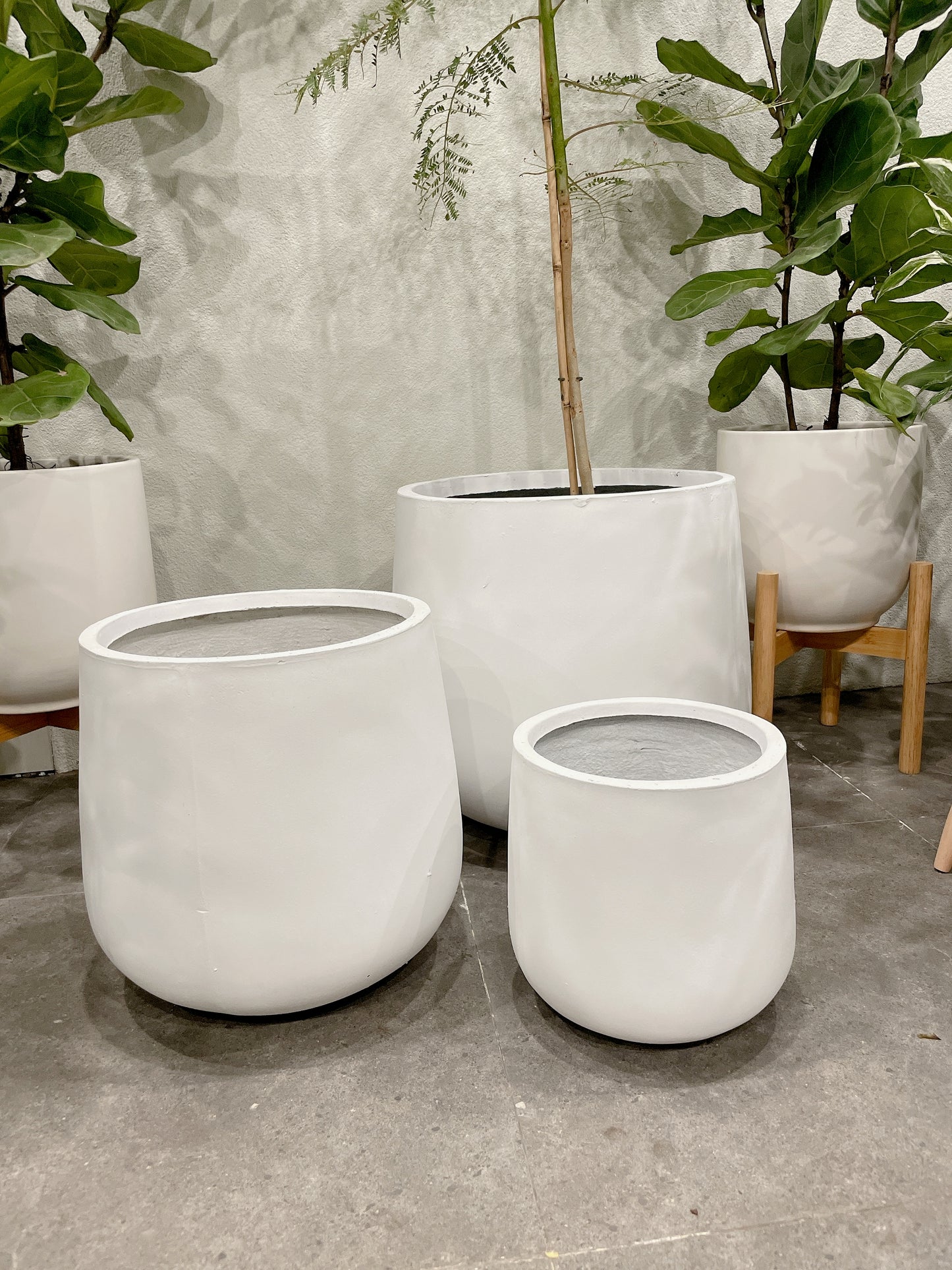 set of 3 @25-33-45fiberclay drum pots ONLY PLANTS NOT INCLUDED