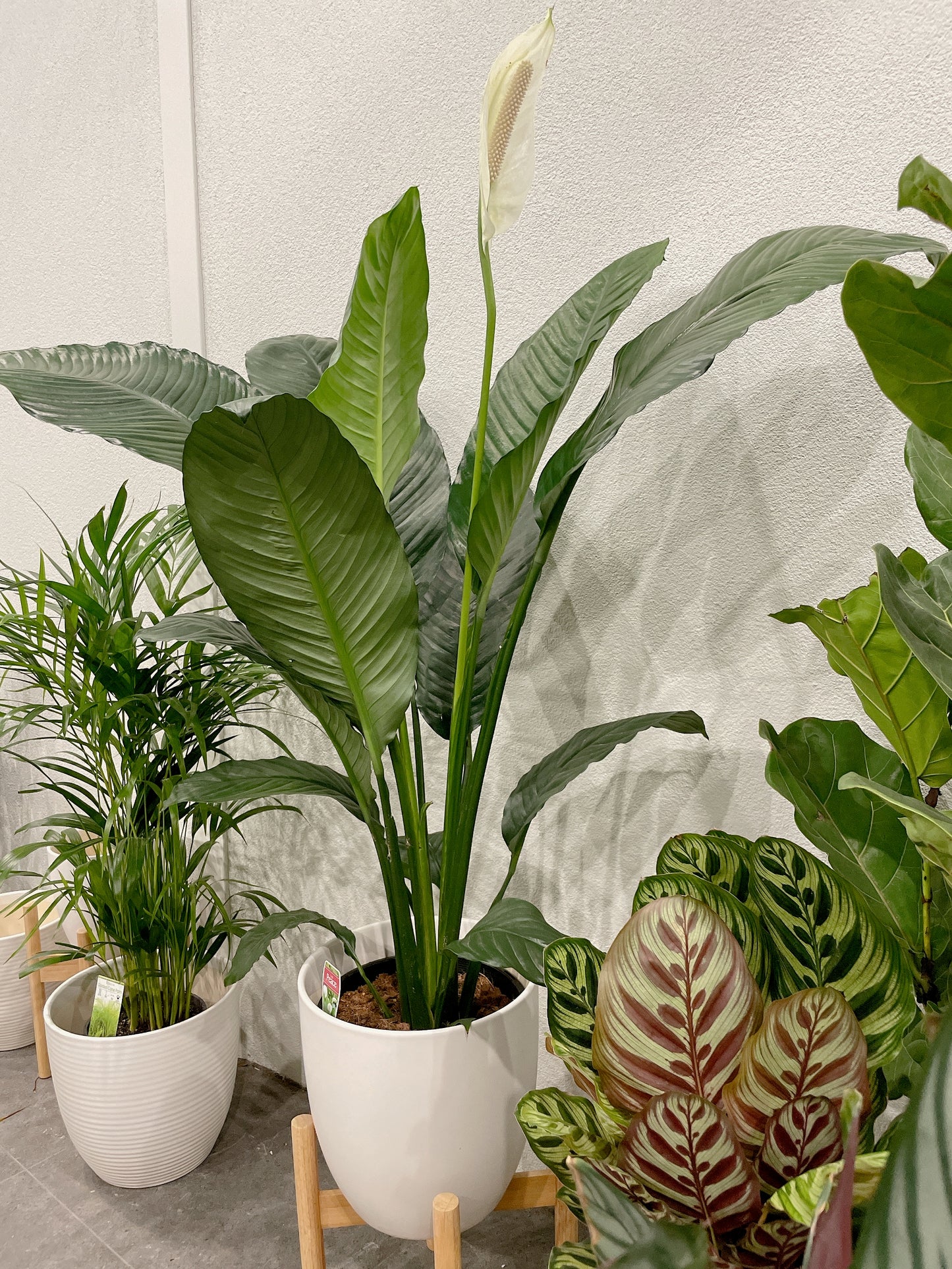 Huge giant peace lily blue moon Spathiphyllum flowering indoor plant +white decorative ceramic pot