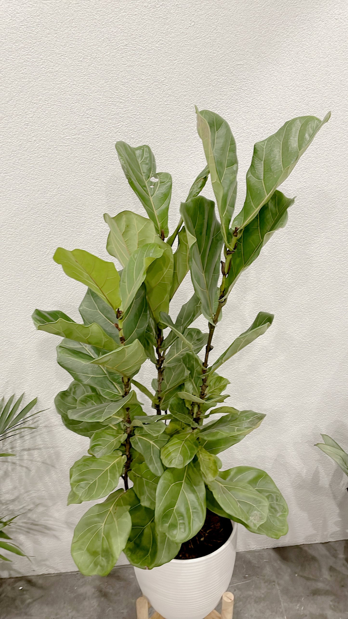 Huge ficus fiddle leaf easy care indoor plant with 30cm white ceramic pot wooden legs