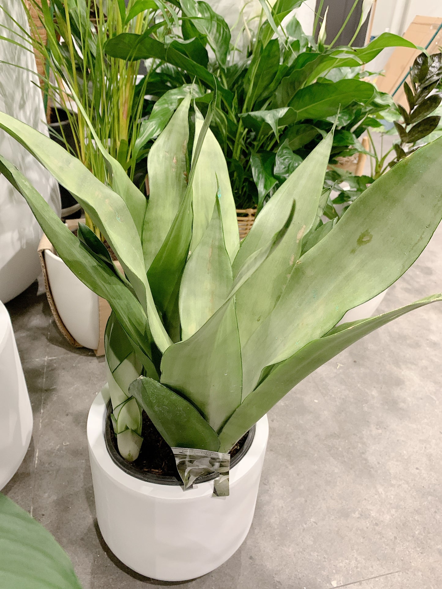 Bundle🪴giant peace lily sensation calathea makoyana sansevieria moonshine white snake plant+pots