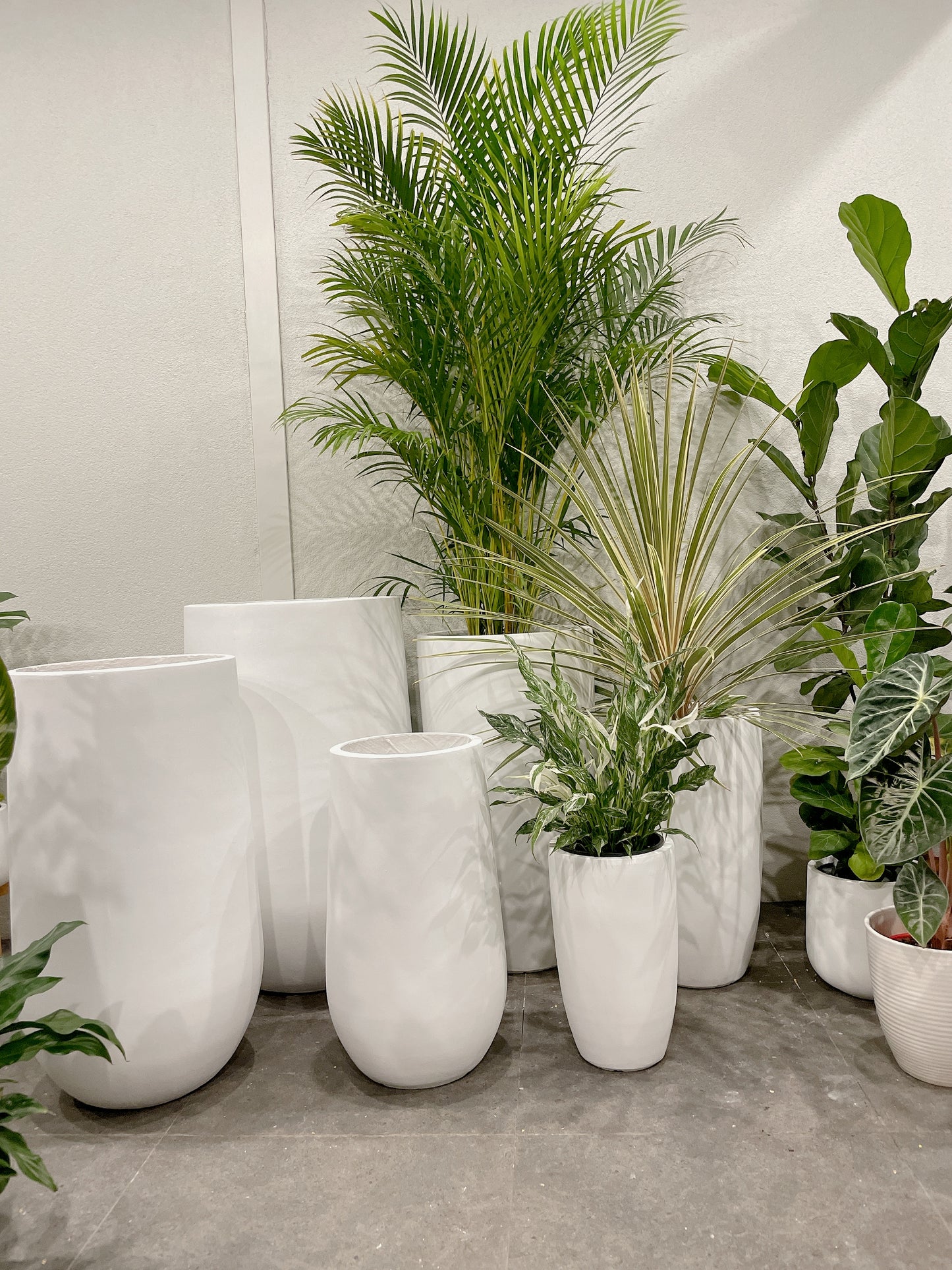 Bundle Set of 3 Winston U-Shape large White Fiberclay Pots various size patio delivery available