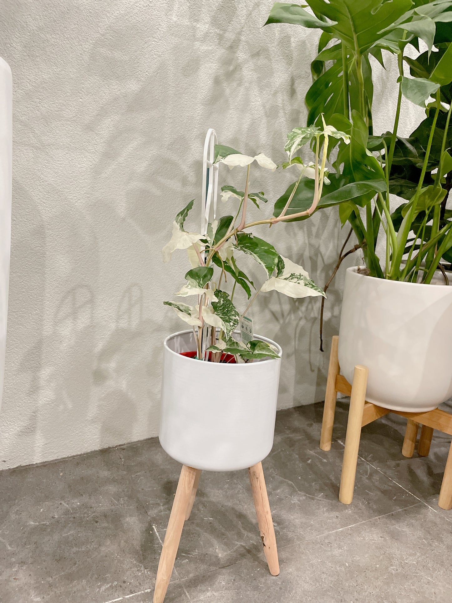 Syngonium fantasy variegated indoor climbing plant with small white metal planter tripod legs