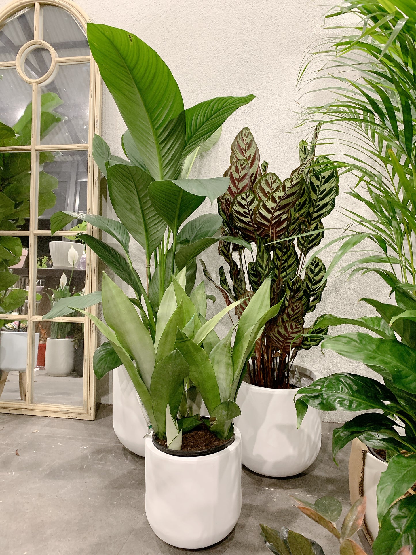 Bundle🪴giant peace lily sensation calathea makoyana sansevieria moonshine white snake plant+pots