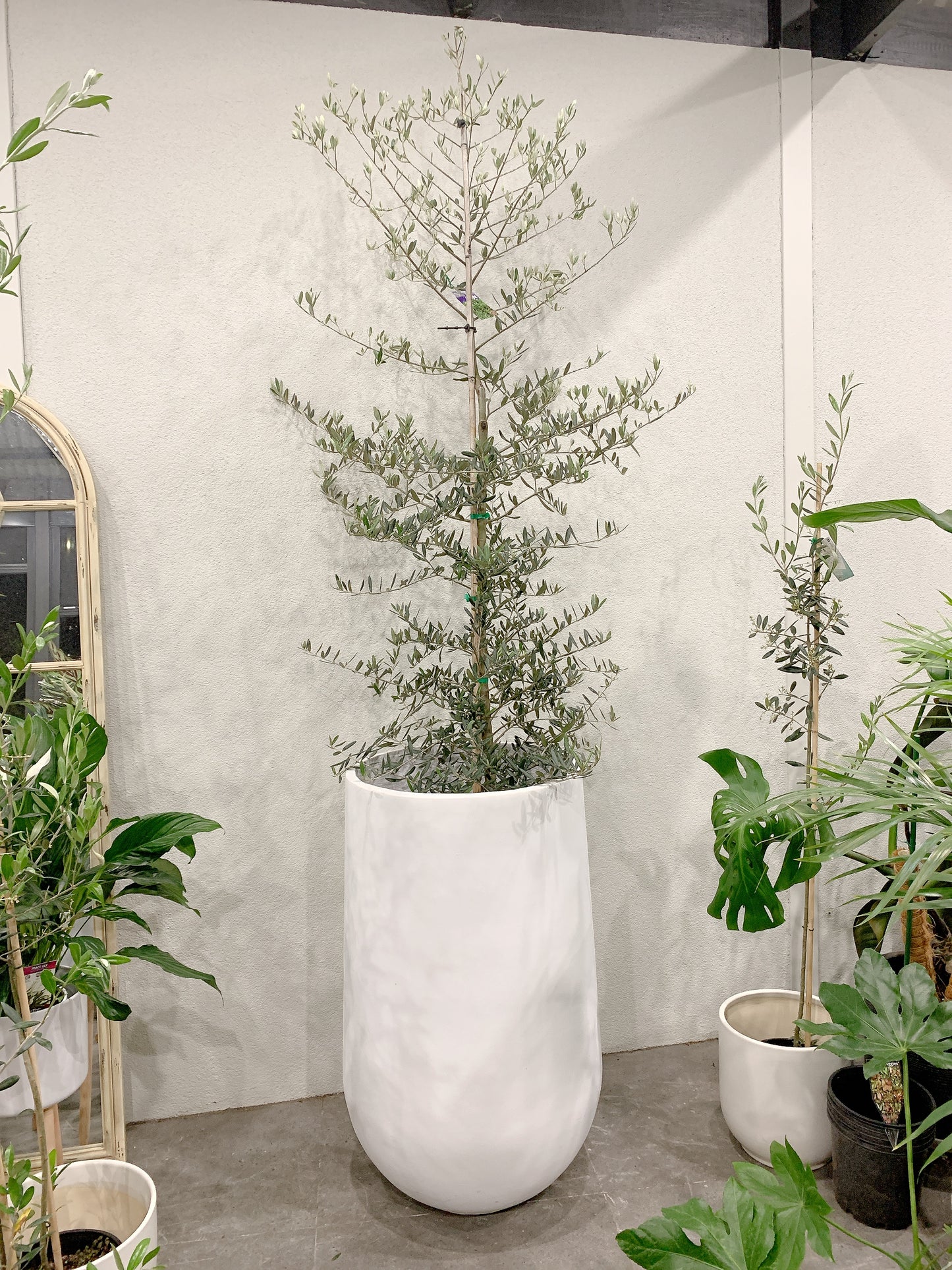 Over 2m tall Olive tree Tolleys upright real plant with 500x900mm jumbo heavy white pot delivery available