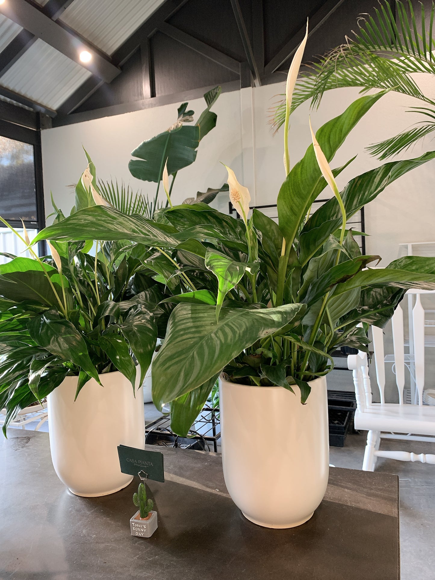 $42 each flowering peace lily real indoor plant with 20cm white ceramic pot delivery available