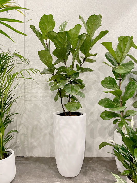 multi-stem ficus fiddle leaf lyrata with 34x60cm lightweight fiberclay white pot delivery available