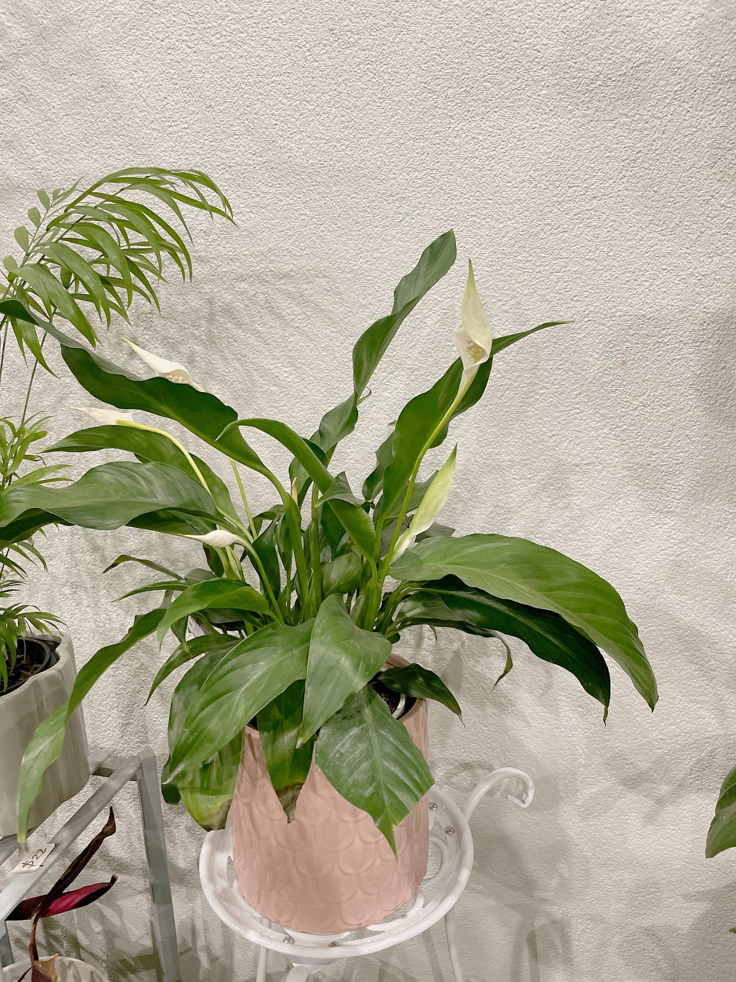 Flowering peace lily easy care indoor plant with pink decorative pot delivery available