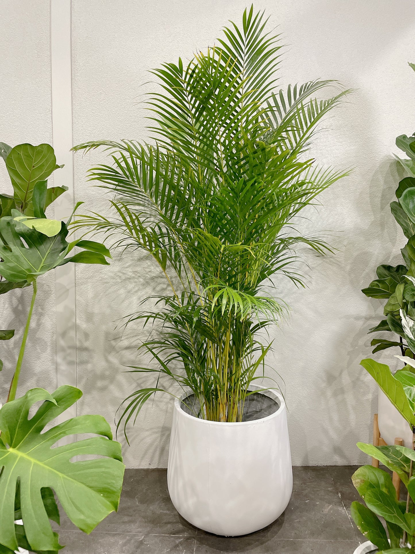 Huge plant bundle🪴 golden cane palm monstera ficus fiddle leaf lightweight fiberclay white pots@25-33-45cm