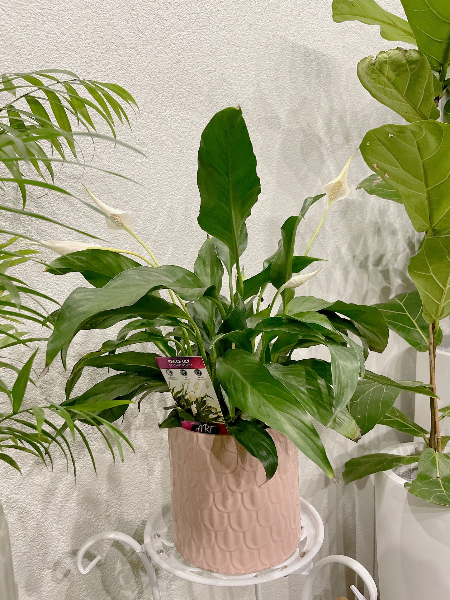 Flowering peace lily easy care indoor plant with pink decorative pot delivery available