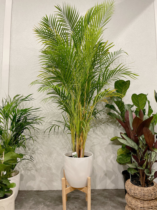 Huge golden cane palm nearly 2m tall easy care indoor plant with white ceramic pot wooden stand