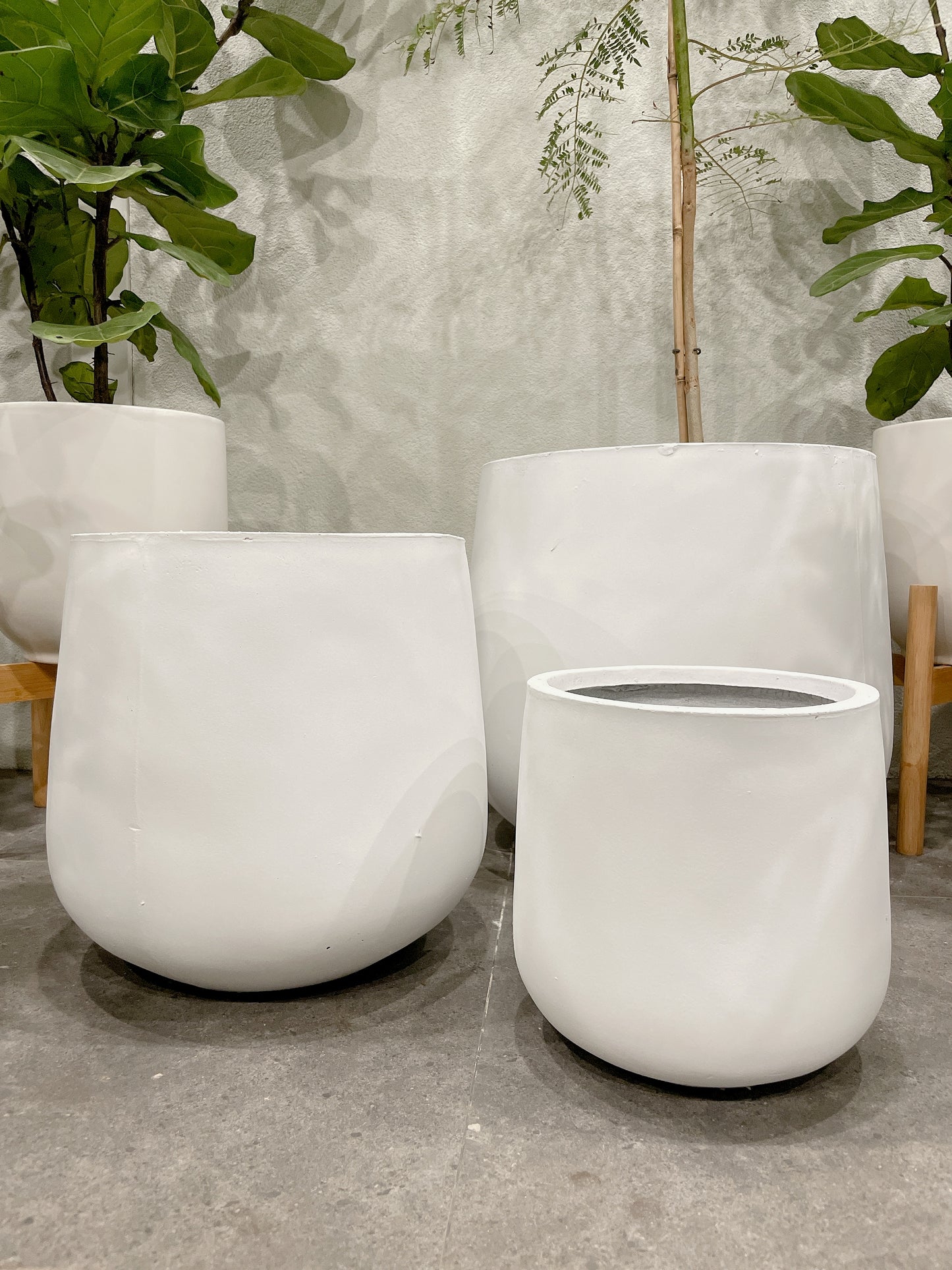 set of 3 @25-33-45fiberclay drum pots ONLY PLANTS NOT INCLUDED