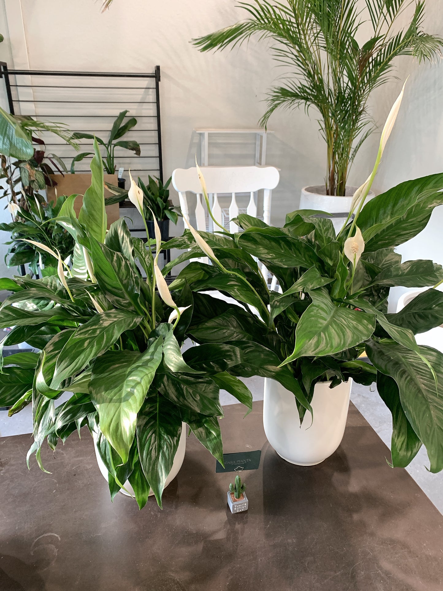 $42 each flowering peace lily real indoor plant with 20cm white ceramic pot delivery available