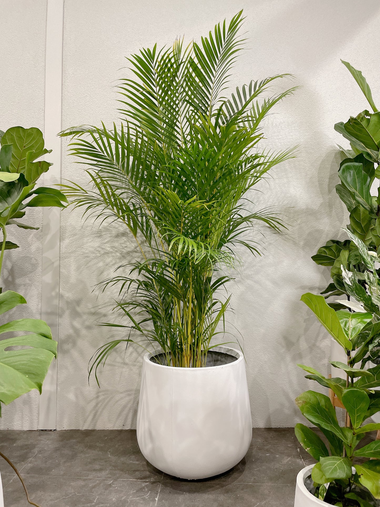 Huge plant bundle🪴 golden cane palm monstera ficus fiddle leaf lightweight fiberclay white pots@25-33-45cm