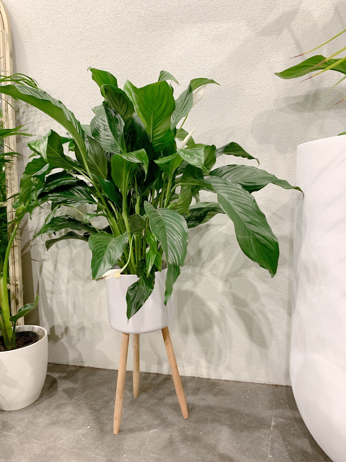 bushy big peace lily flowering with tall white metal planter tripod legs delivery available