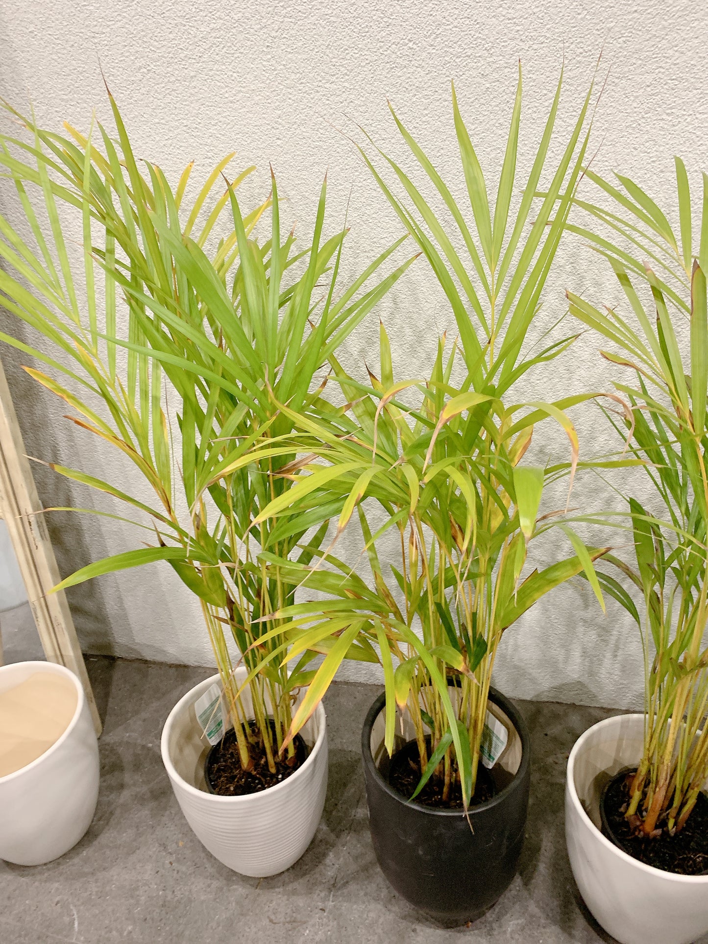 80-90cm tall golden cane palm real indoor plant+ 20cm white ceramic pots delivery available