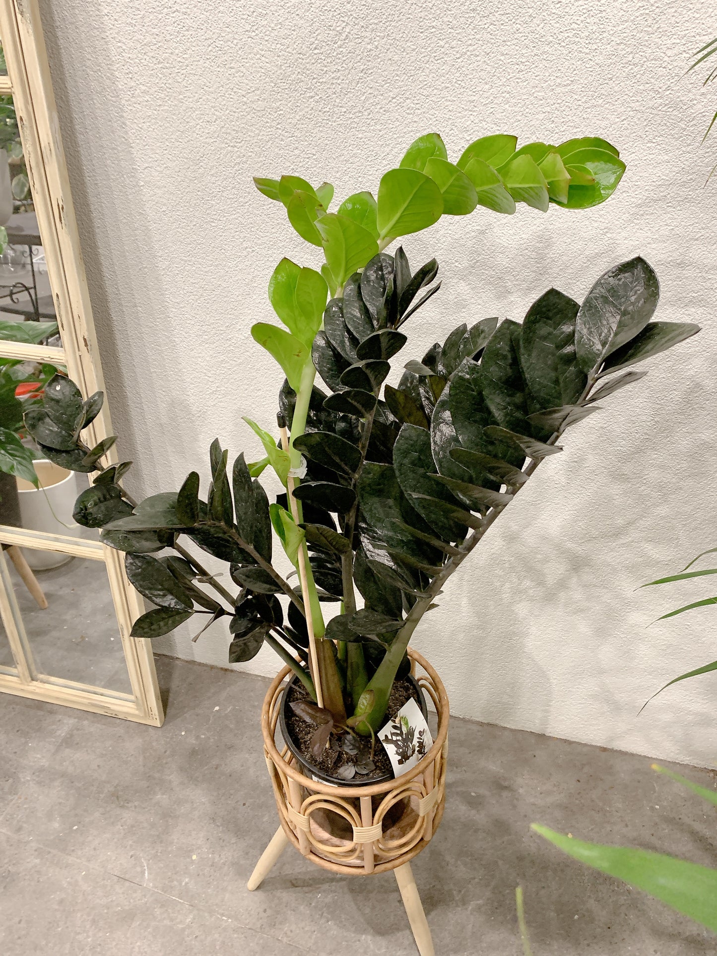 Tall dark zz plant black raven real indoor plant with rattan wooden stand tripod legs