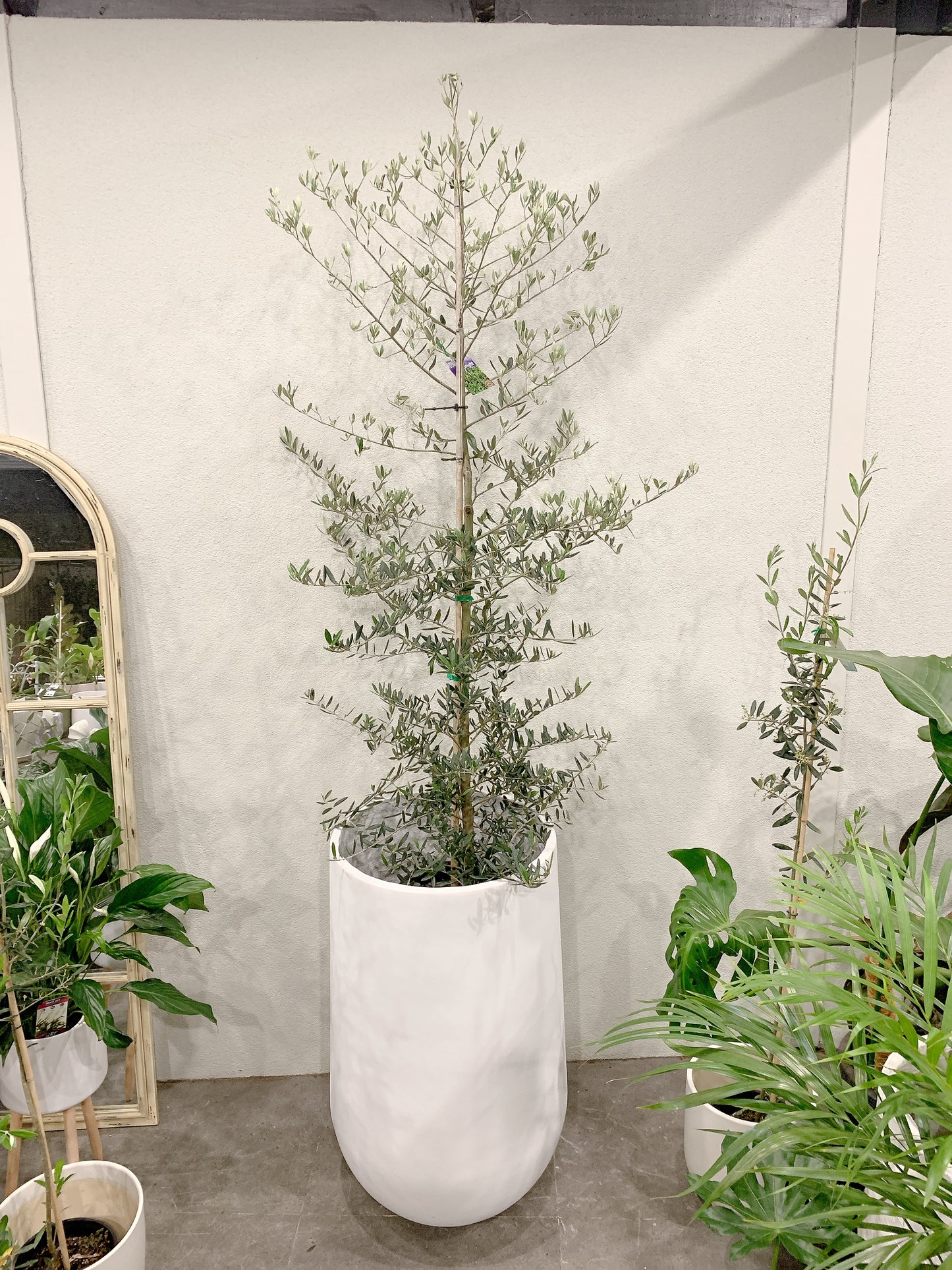 Over 2m tall Olive tree Tolleys upright real plant with 500x900mm jumbo heavy white pot delivery available