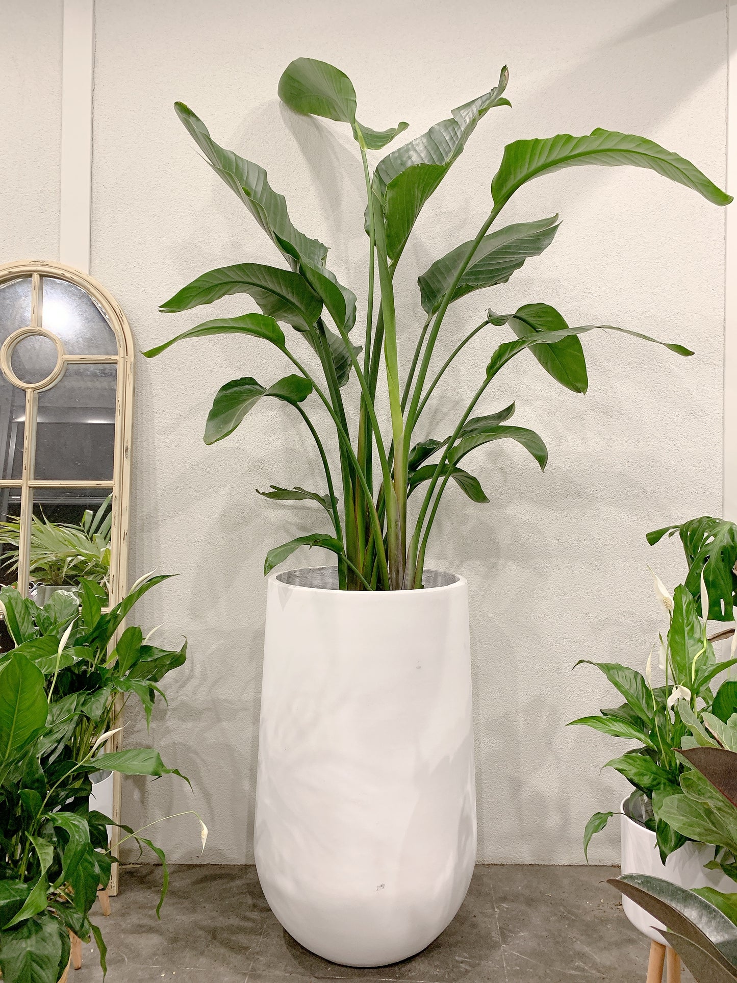 Huge Giant birds of paradise easy care indoor plant with 420x800mm white pot delivery available