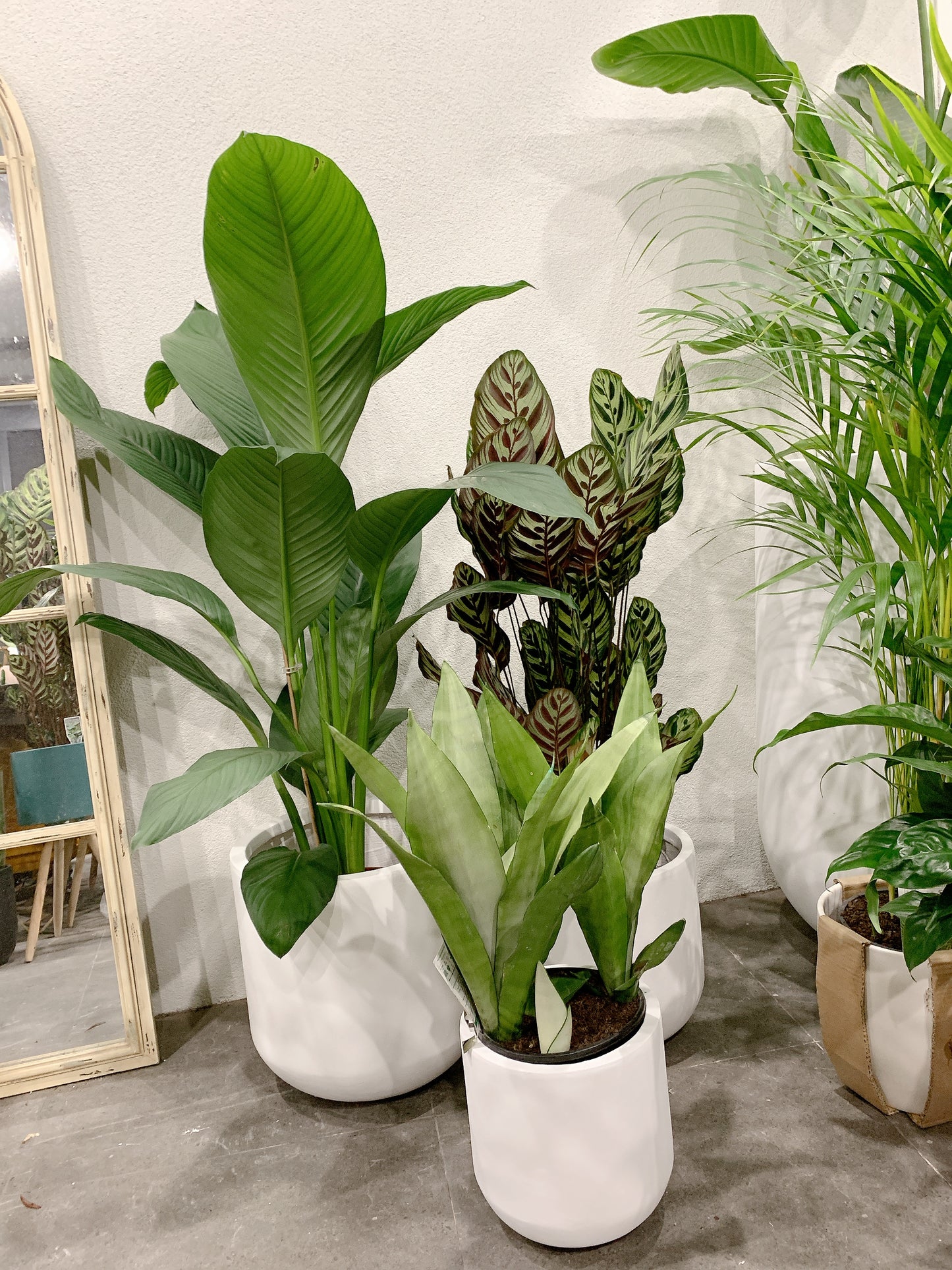 Bundle🪴giant peace lily sensation calathea makoyana sansevieria moonshine white snake plant+pots