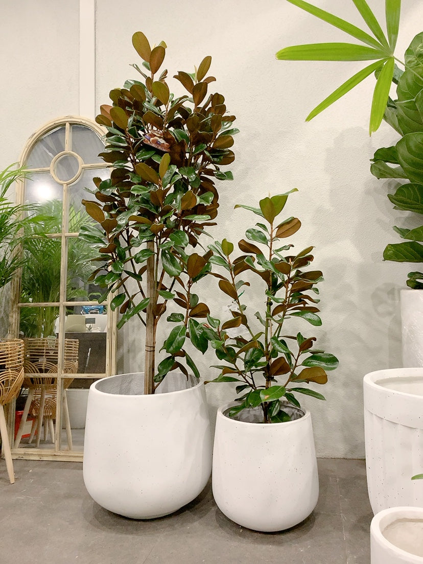 2 size from $170 Magnolia teddy bear easy care outdoor plant with white lightweight decorative pot