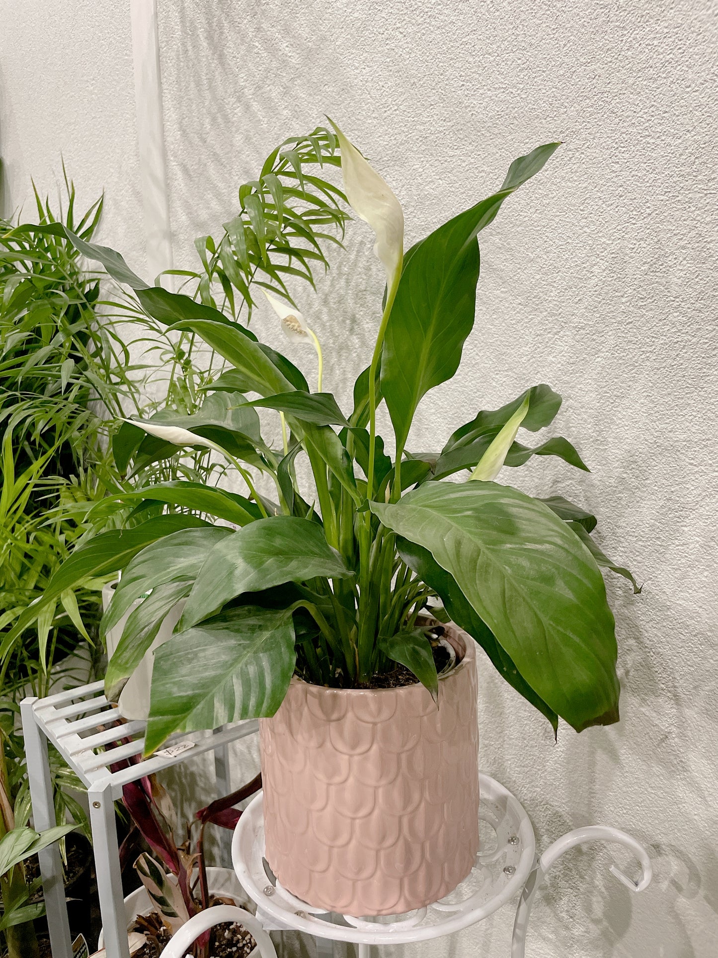 Flowering peace lily easy care indoor plant with pink decorative pot delivery available