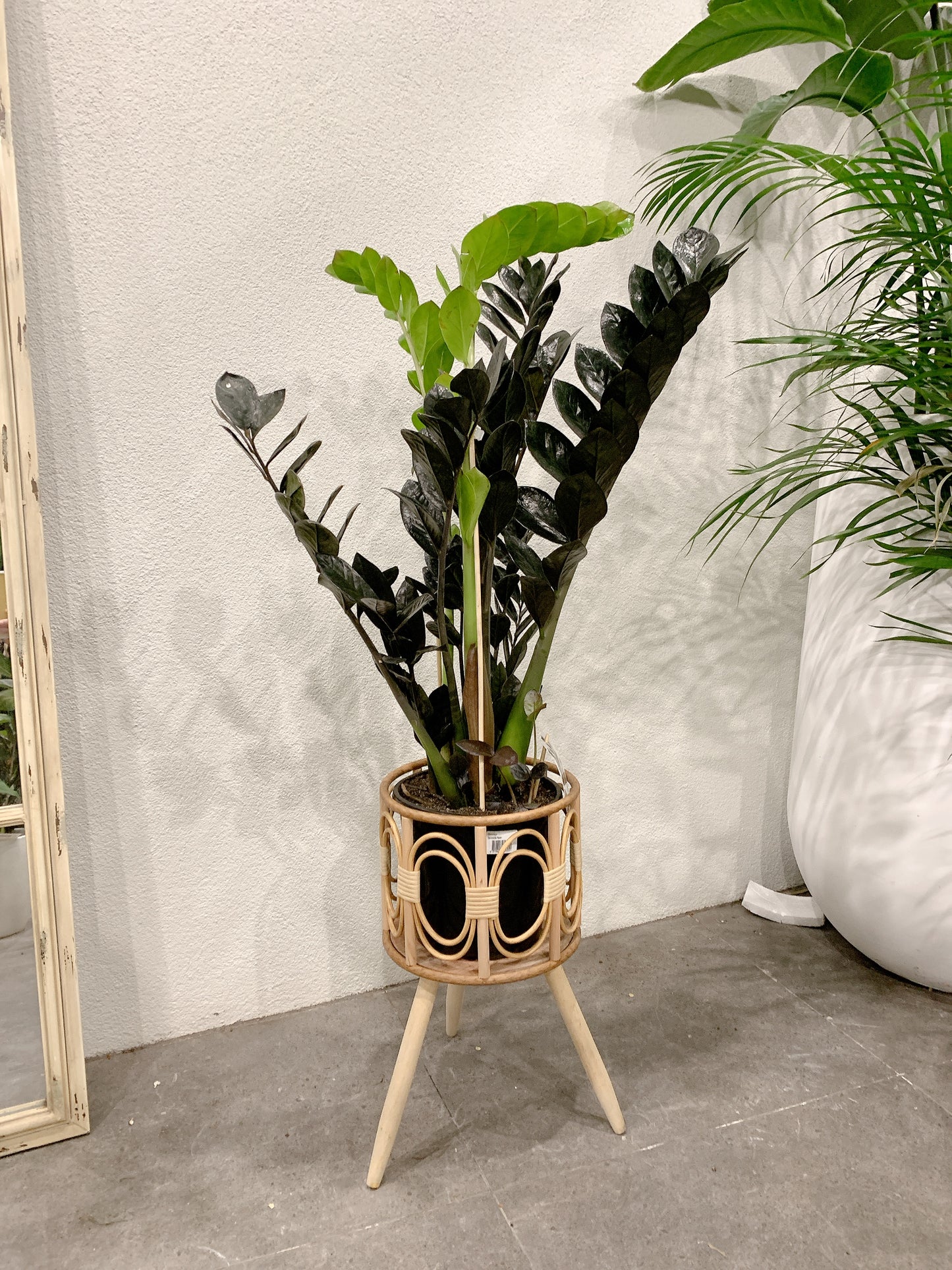 Tall dark zz plant black raven real indoor plant with rattan wooden stand tripod legs