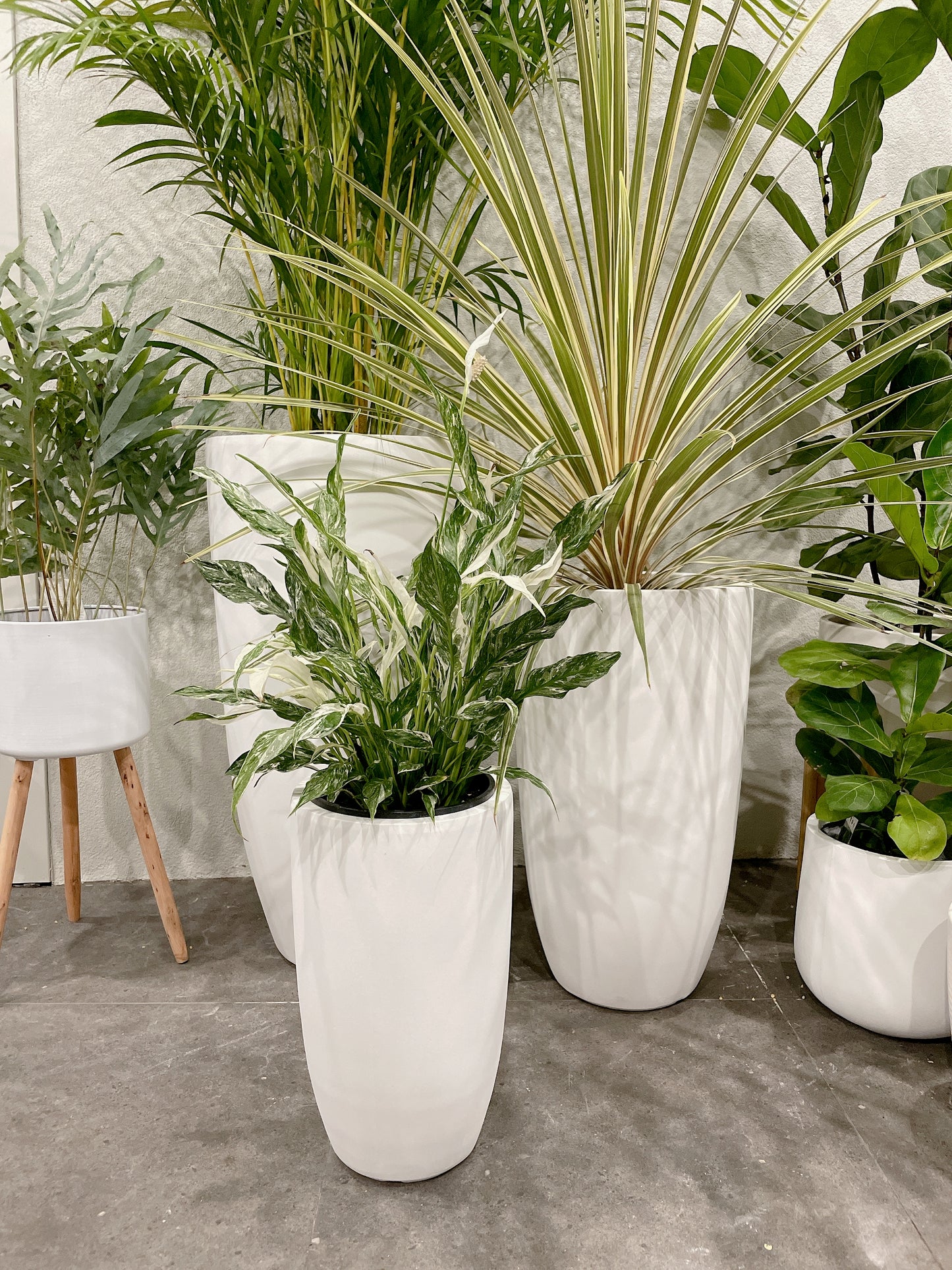 Bundle Set of 3 Winston U-Shape large White Fiberclay Pots various size patio delivery available