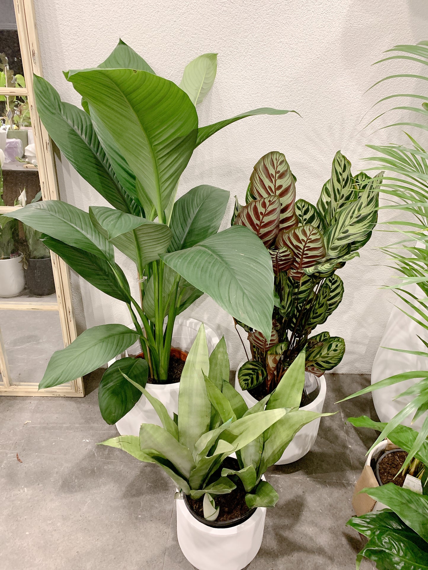 Bundle🪴giant peace lily sensation calathea makoyana sansevieria moonshine white snake plant+pots