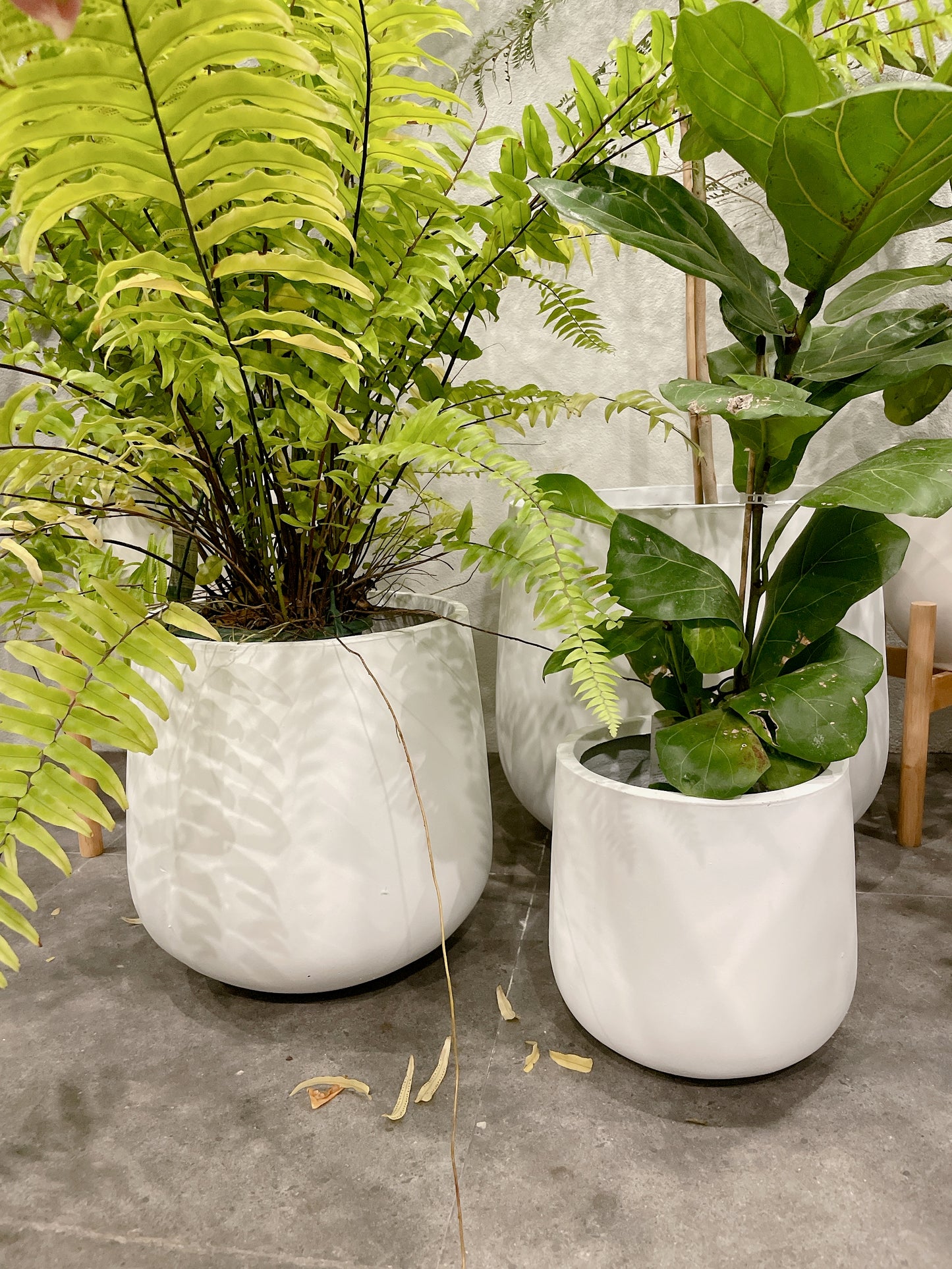 set of 3 @25-33-45fiberclay drum pots ONLY PLANTS NOT INCLUDED