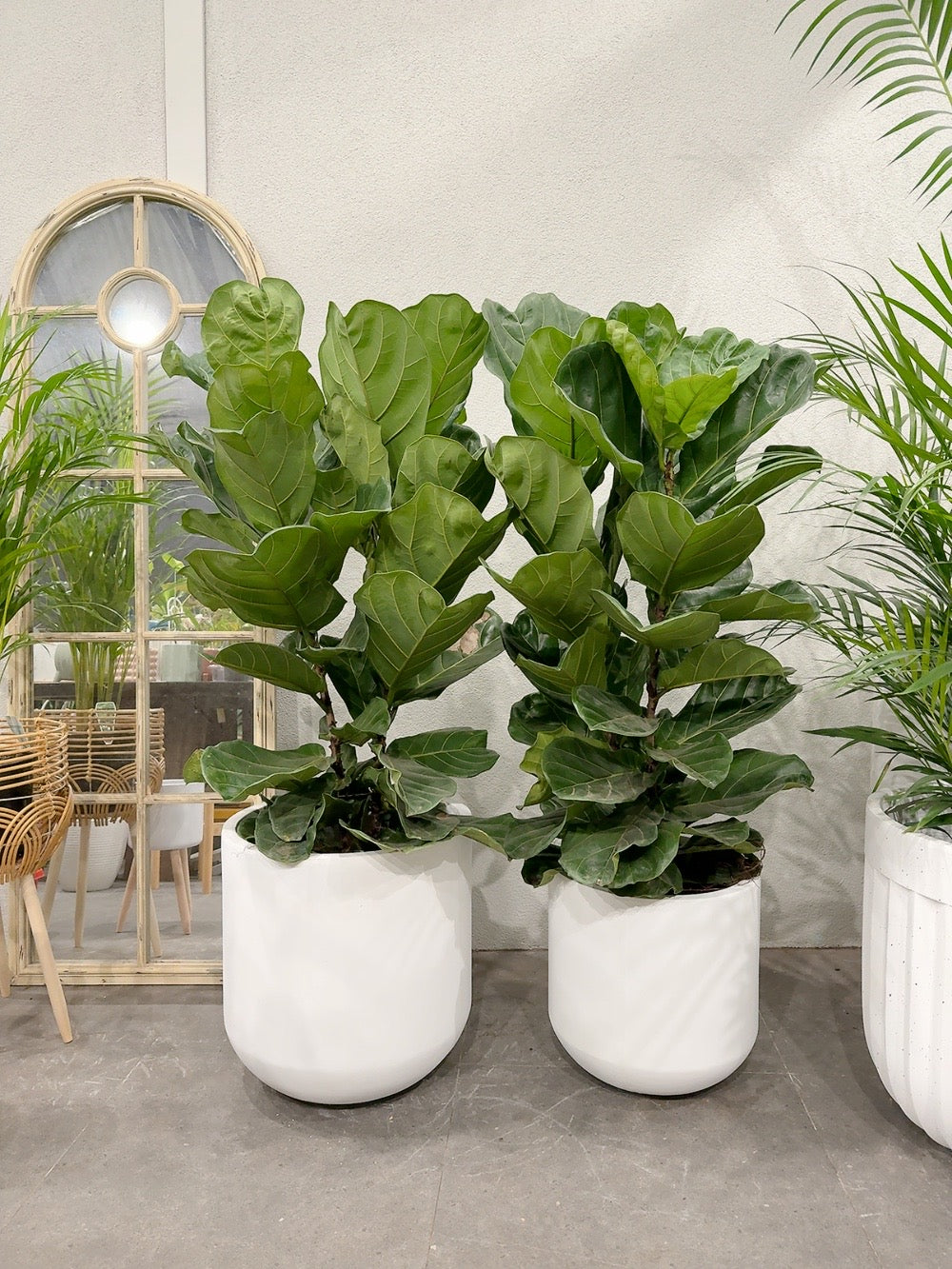 Ficus fiddle 🍃 real indoor plant with 370/450mm white heavy clay pot delivery available