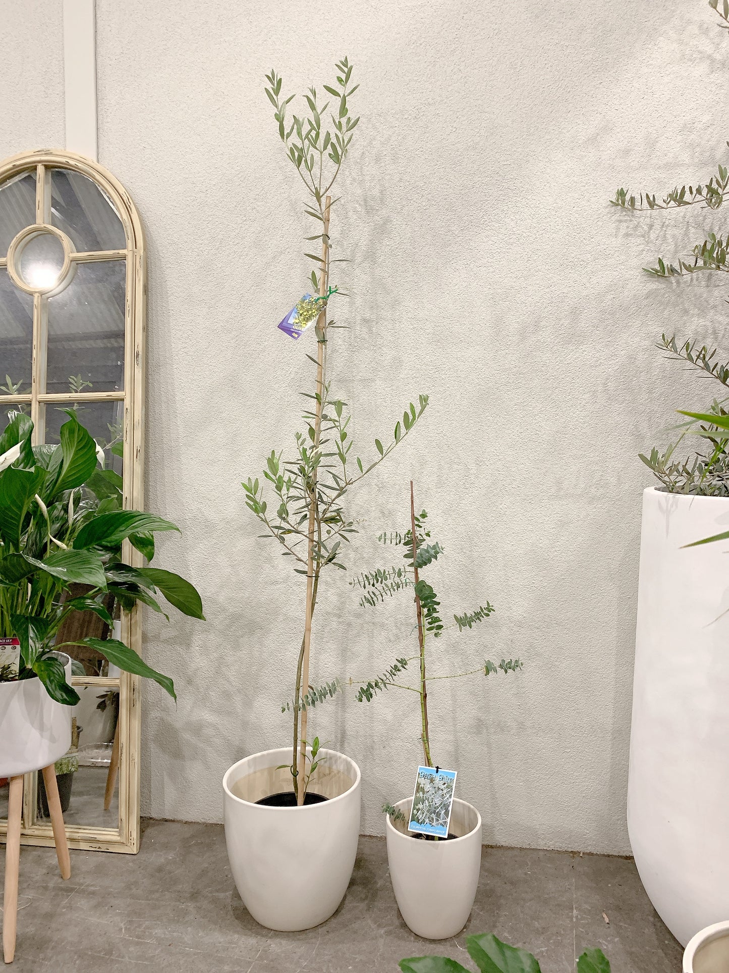 Outdoor bundle🪴1.7m tall Manzanillo olive plant tree+baby blue eucalyptus with @30-15cm white pots