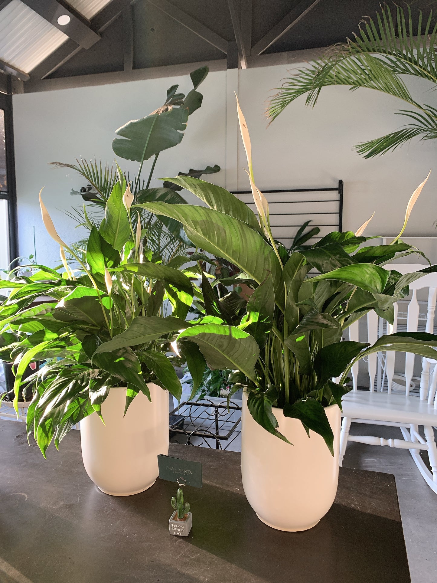 $42 each flowering peace lily real indoor plant with 20cm white ceramic pot delivery available