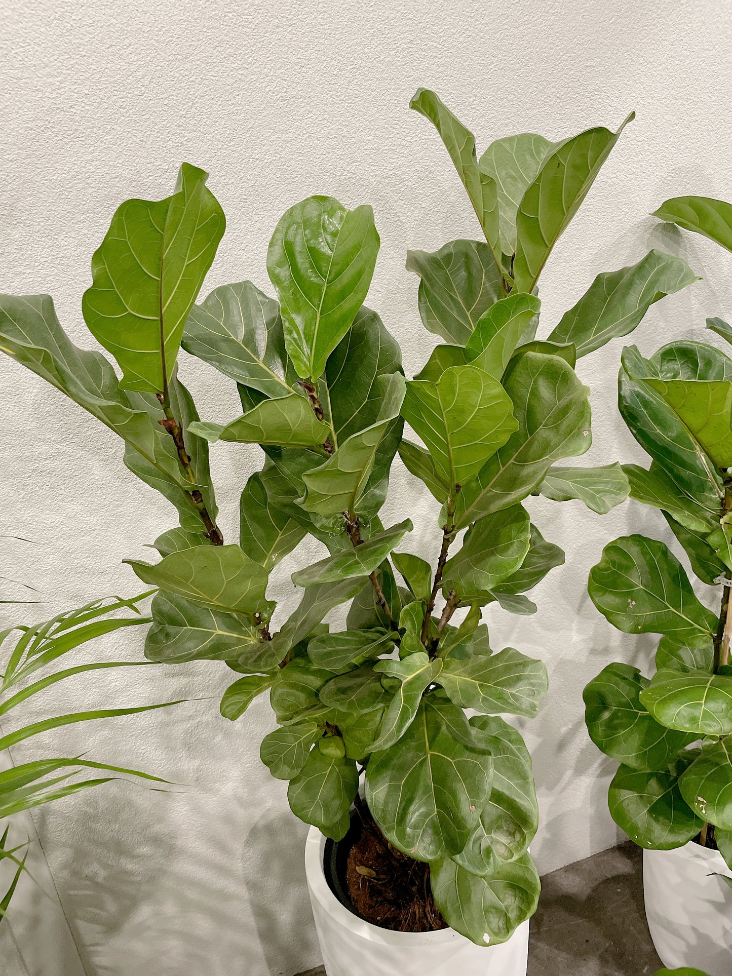 multi-stem ficus fiddle leaf lyrata with 34x60cm lightweight fiberclay white pot delivery available