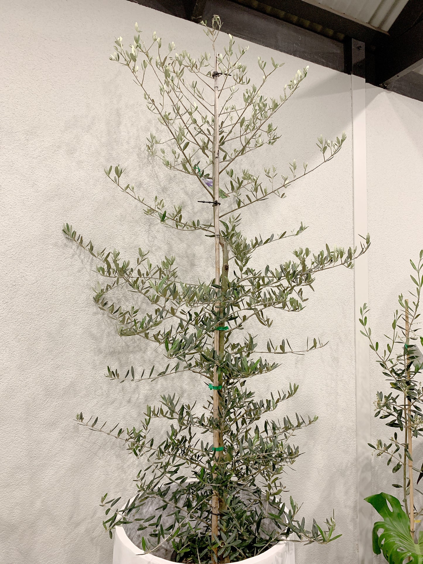 Over 2m tall Olive tree Tolleys upright real plant with 500x900mm jumbo heavy white pot delivery available