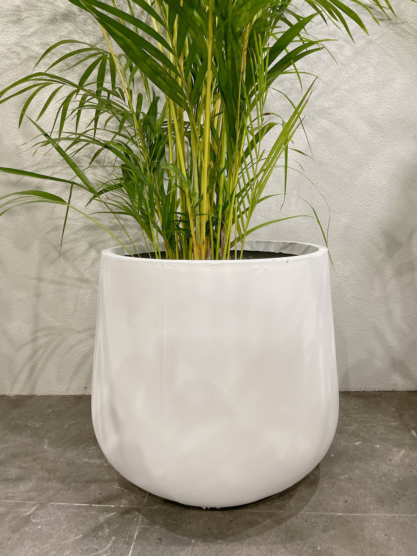 Huge plant bundle🪴 golden cane palm monstera ficus fiddle leaf lightweight fiberclay white pots@25-33-45cm