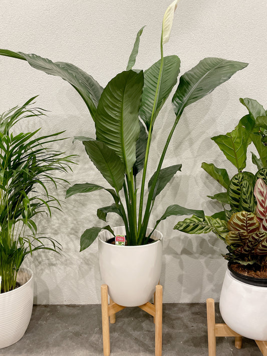 Huge giant peace lily blue moon Spathiphyllum flowering indoor plant +white decorative ceramic pot