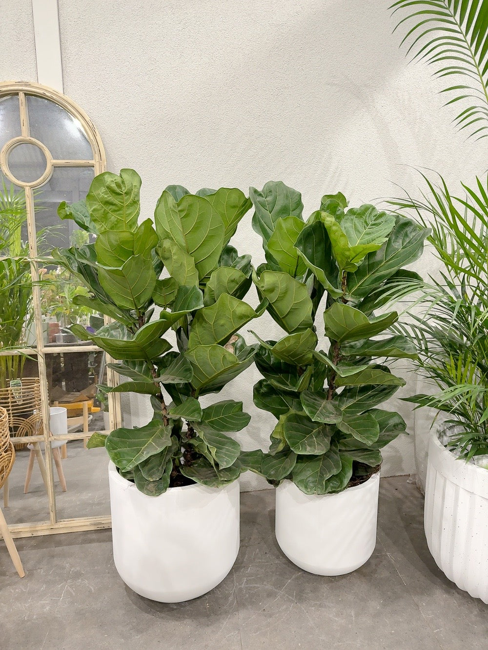 Ficus fiddle 🍃 real indoor plant with 370/450mm white heavy clay pot delivery available