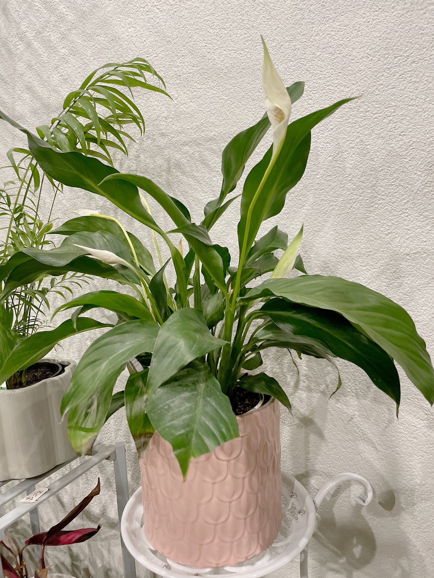 Flowering peace lily easy care indoor plant with pink decorative pot delivery available