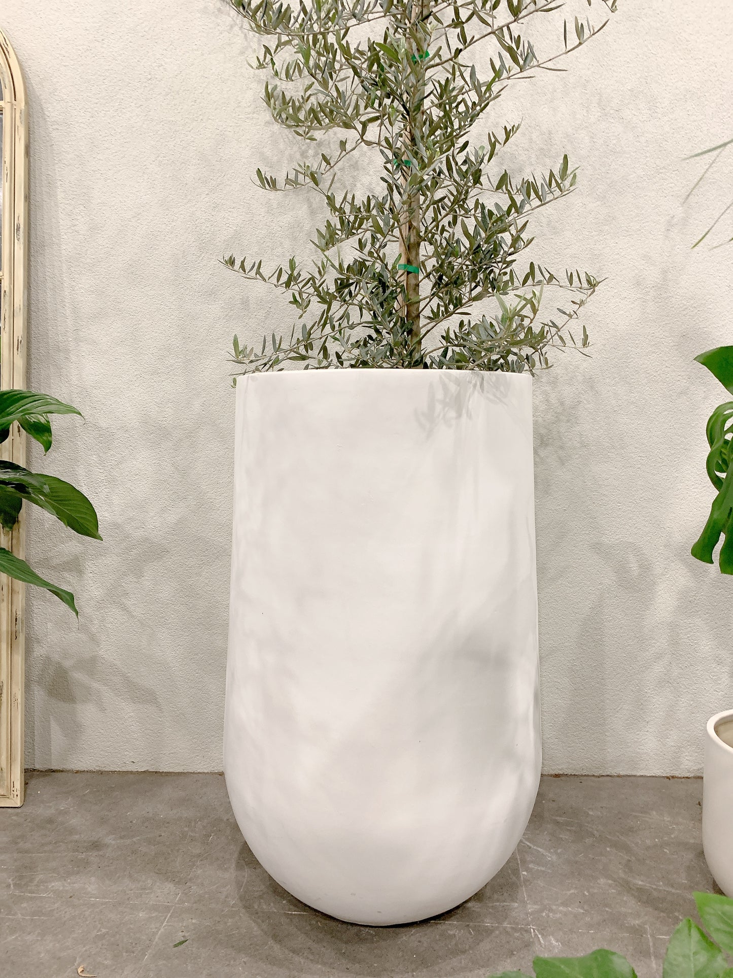 Over 2m tall Olive tree Tolleys upright real plant with 500x900mm jumbo heavy white pot delivery available