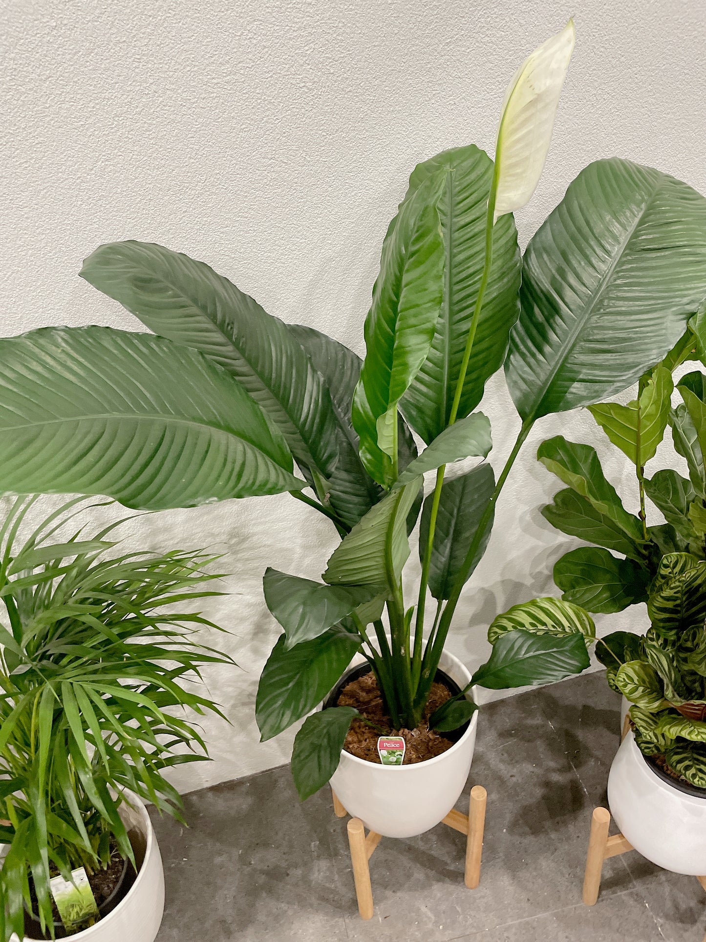 Huge giant peace lily blue moon Spathiphyllum flowering indoor plant +white decorative ceramic pot