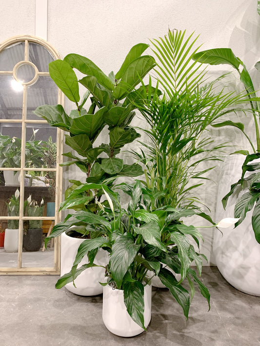 Giant bundle🪴1.3m ficus fiddle leaf golden cane palm flowering bushy peace lily+@37-30-25cm pot