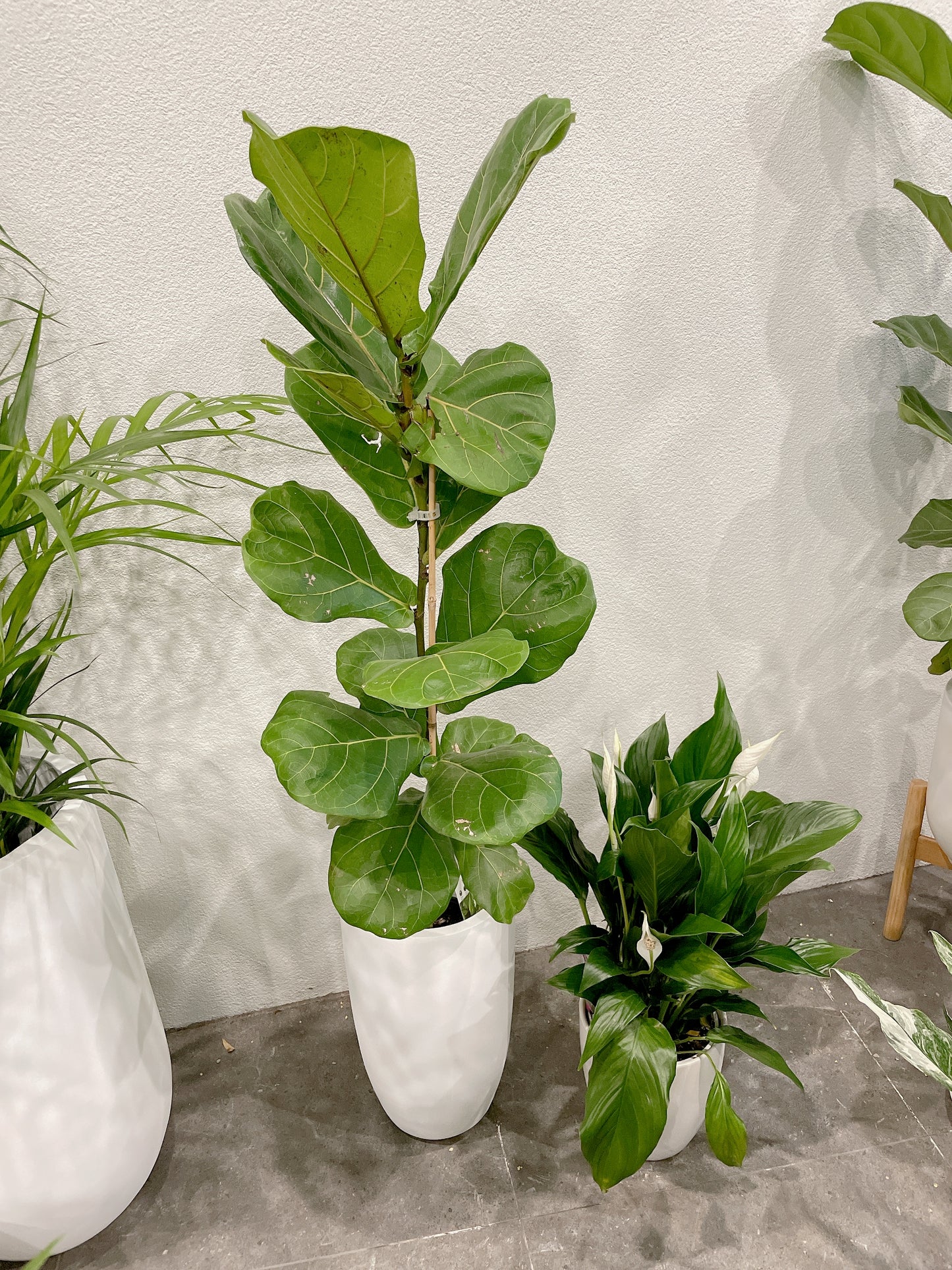 Tall ficus fiddle leaf lyrata indoor plant tree +flowering peace lily white decorative pot included